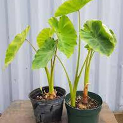 Taro Root/Arbi/Dasheen/Eddoes Vegetable Bulbs Home -Outdoor Gardening Bulbs planting (Pack of 9 Bulbs)_F10