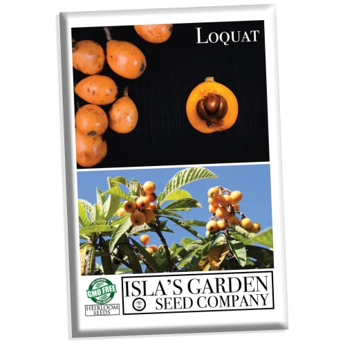 Loquat Fruit Tree Seeds for Planting, 3 Seeds Per Packet, (Isla's Garden Seeds), Non GMO & Heirloom Seeds, Botanical Name: Eriobotrya Japonica, Great Gift