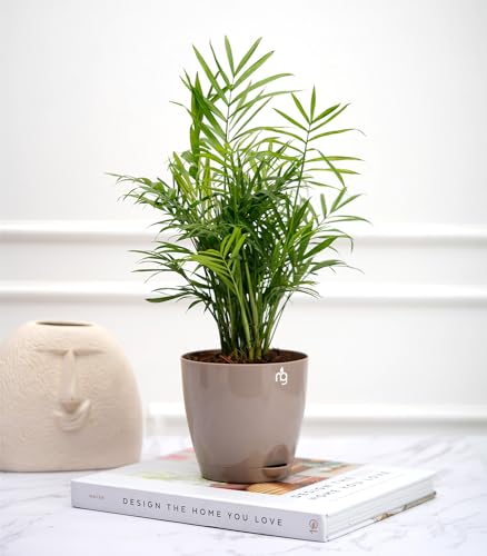 Image of Nurturing Green Indoor Palm Plant For Gifting with Mocha Self Watering Pot | Gifts For Plant Lovers| Eco Friendly Gifts | Housewarming Decoration Items | Good Luck Gifts