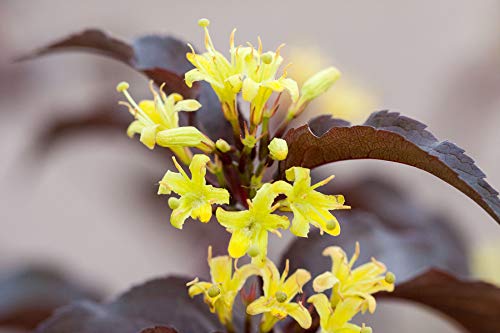 Bloomin Easy Diervilla splen. Firefly Nightglow (Bush Honeysuckle) Shrub, 3 Size Container, Yellow Flowers