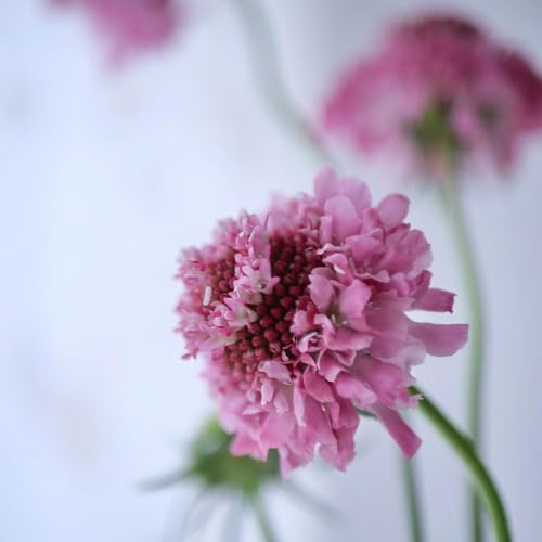 220 Pc Semillas De Plantas Sarnosas - Decoraciones Florales, Plantas Para Lugares Soleados. Flores De Jardín, Semillas De Plantas De Interior Semillas De Pradera, Regalo De Jardín,