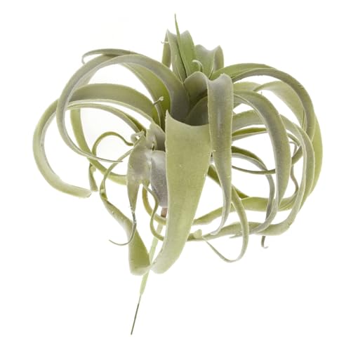 1 V~[VCpCibv V~[VpCibv tFCNGAvc t[c[AWg tFCN`WAGAvc tFCNeBWA