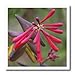 Produktbild 3dRose Trompete Honeysuckle-Flower, Hanimeli, Geißblatt, Lonicera, sempervirens, Pink, Plant-Iron auf Wärmeübertragung, 10 von 25,4 cm für weiß Material (HT 46832 _ 3)