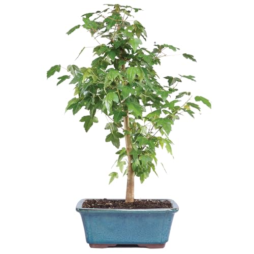 Maple Live Bonsai Tree