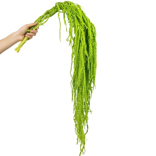 5Pcs Dried Amaranthus Hanging Flowers 100% Natural 25 Green Preserved Amaranthus Flowers for Wedding Arch Floral Arrangment Wall Hanging