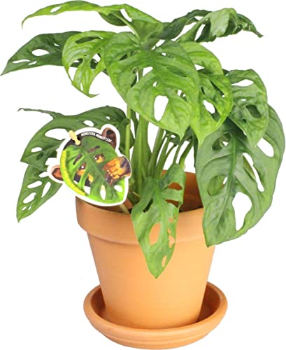 Monstera Adansonii con Maceta de Cerámica DECOALIVE Planta de Interior Natural Monstera Monkey Leaf