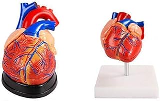 Educational Model Human Heart Models,Best Set of 2 3D Model Study Tools for Anatomy and Physiology Students with Anatomical Guide by Physicians Learning Kit,Medical Models