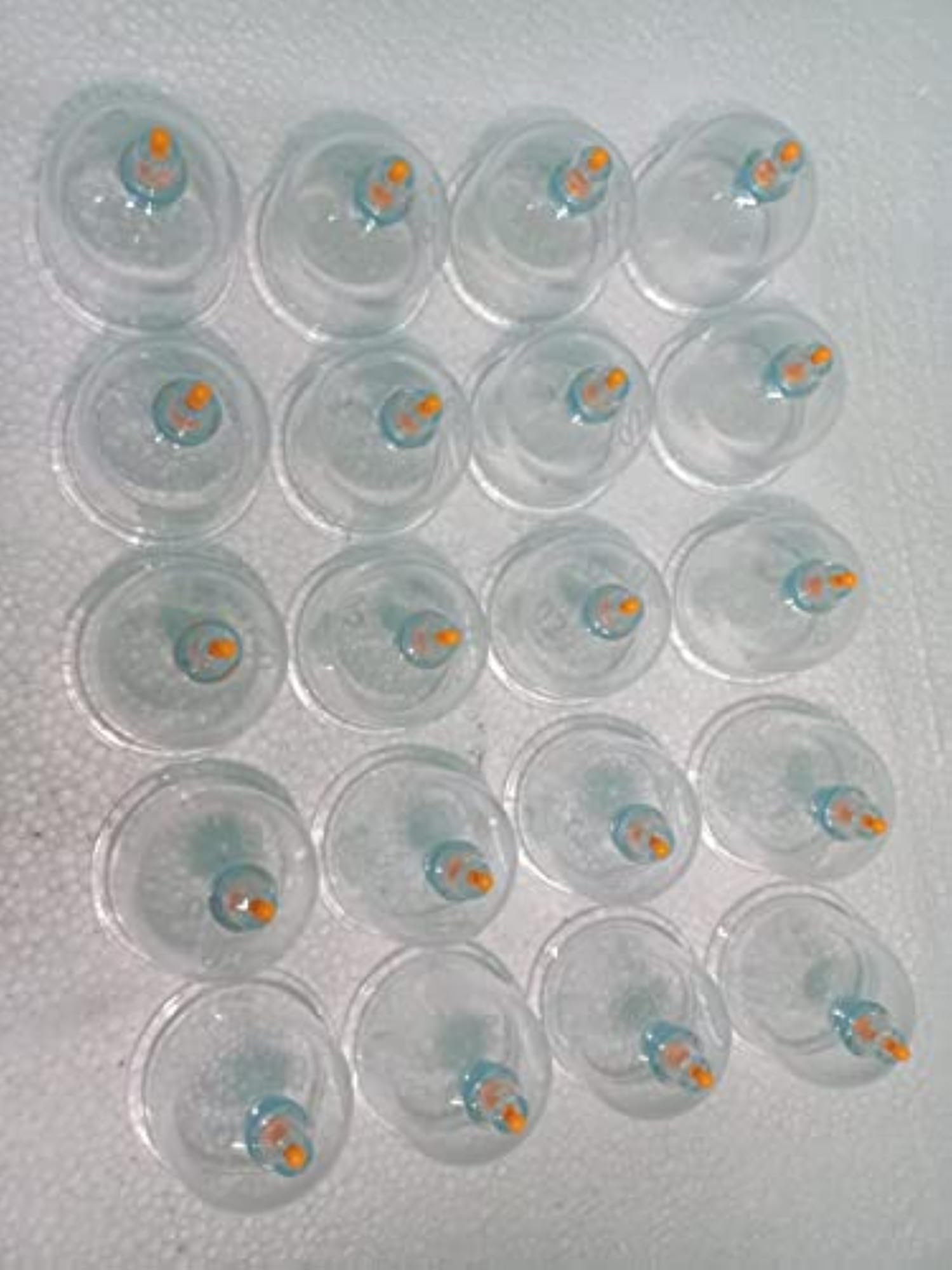 al rahmat Hijama cups 20pc & cupping for physiotherapist 2no 20pc set