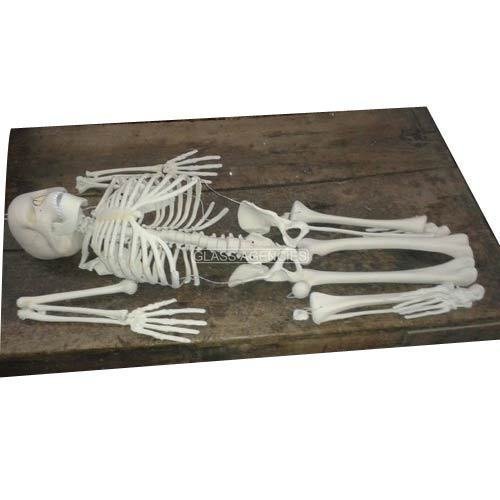 SSU Adult Human Skeleton Model, White, 5 Feets (B01MRJ1AER) Amazon Price History, Amazon Price Tracker