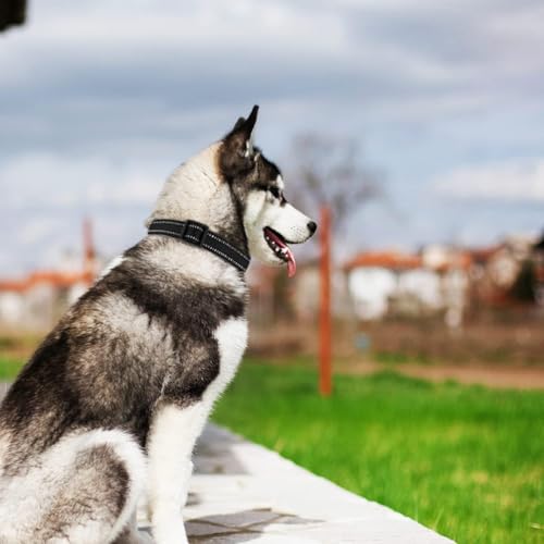 Image of Petology Reflective Adjustable Dog Collar for X-Large Dogs (50-60 cms) | Soft Neoprene Padded Nylon Pet Collar with Safe & Quick Release Buckle | Comfortable, Lightweight & Durable