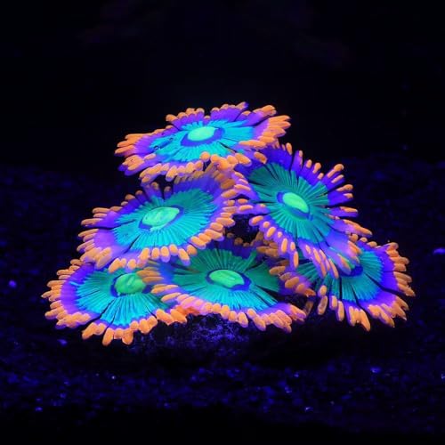Image of ZtohPyo Glowing Effect Soft Anemone Aquarium Fish Tank Decorations Silicone Glow in The Dark Artificial Ornament Plants for Aquarium Landscape Small /Large Fish Bowl Decor Accessories