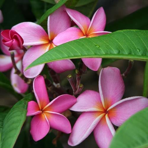 100 semillas de flores de Plumeria rosa.