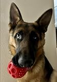 Photo Gallery german shepherd journal Photo Gallery german shepherd journal