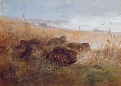 Tableau Tireur d'élite par Archibald Thorburn Impression d'art sur Toile 60x90cm