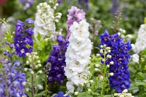 Zwerg-Rittersporn (Mischung) Delphinium - winterhart