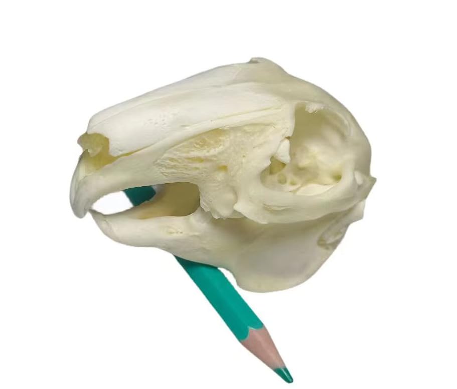 FgriD Taxidermy Real Animals Skulls, Real Bones Specimen, Taxidermy Supplies for Science Education, Christmas Gifts?Special Gift (Rabbit)