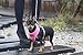 Puppia Soft Dog Harness No Choke Over-The-Head Triple Layered Breathable Mesh Adjustable Chest Belt and Quick-Release Buckle, Brown, Medium