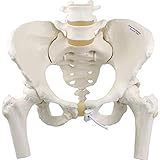 仙腸関節と恥骨結合部が動く女性骨盤模型 - 女性骨盤モデル，可動型・大腿骨付 - 3B Scientific