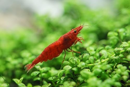 Swimming Creature Premium Neocaridina Shrimps & Mystery Snails