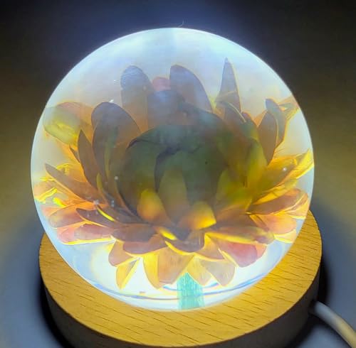 Image of 60mm Real Golden Everlasting Daisy Strawflower in Clear Lucite Resin Ball April Birth Month Flower Anniversary Wedding Engagement Valentine Mother's Day Gift Botanist Paperweight Display Collection