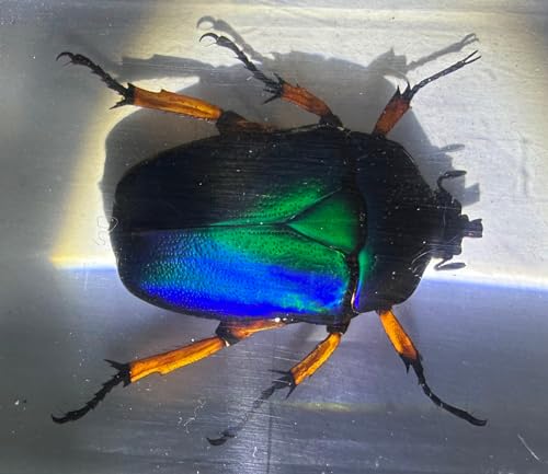 Image of 2.9 inch Real Unicorn Blue Green Chafer Beetle w /Golden Legs in Crystal Clear Lucite Resin Specimen Preserved Insect Bug Taxidermy Collection for Biology Science Education Desk Display Supplies