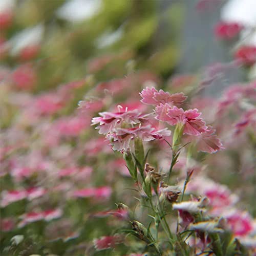 通用 LENS0002 Camera Filter Accessories 77Mm Linear Glass Prism, Foreground Blur, Repeated Color Images, Glass Prism Special Effects Filter, Lens0002 thumb #6