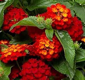 80pieces red Lantana Flower Seeds