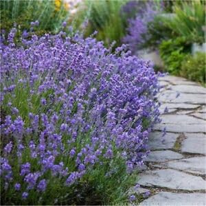 Lavender MUNSTEAD 50 Seeds