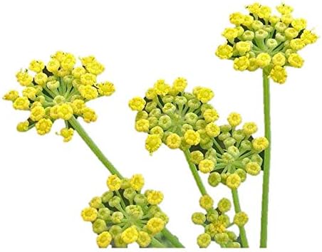 Amazon フェンネル 種 1粒 ハーブ