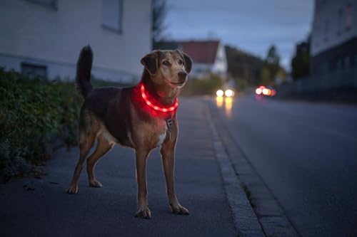 PRECORN LED USB-C Silikon Hundehalsband Halsband Hund Katzenhalsband Leuchthalsband für große kleine Hunde aufladbar