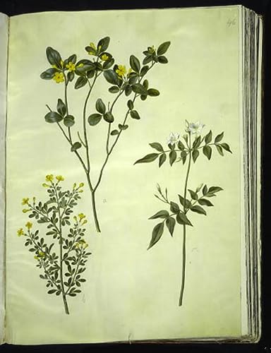Poster Jasminum Odoratissimum Holtzbecker pour masquer un mur vide sans cadre