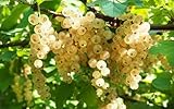 White Currant Berry Plants to Grow (Blanca) - Rooted Plants - (2 Seedlings)