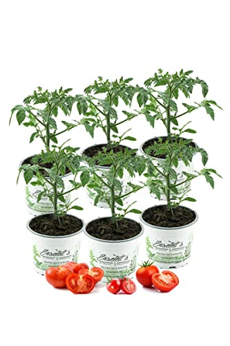 Tomatenset 6 Tomatenpflanzen Normale Stabtomate Fleischtomate Cocktailtomate