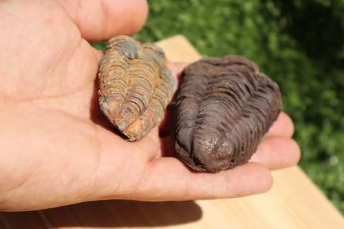 Image of 2PCS Calymene Trilobites Flexicalymene Ordovician Fossil Trilobites Fossil for Kids A10