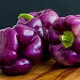 30 piezas Semillas de pimiento morrón de Semillas de pimiento morado de jardinería Una de las semillas de hortalizas favoritas de los jardineros
