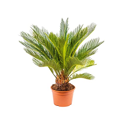 Cyca Natural Palma de Exterior Perfecta para Jardines y Terrazas