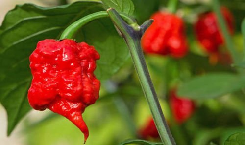 Arlo Vegetable Seeds Rare Chili Pepper Seeds- " Super Hot Carolina Reaper Chilli Pepper " 25 Seeds (B07G27C1RB) Amazon Price History, Amazon Price Tracker