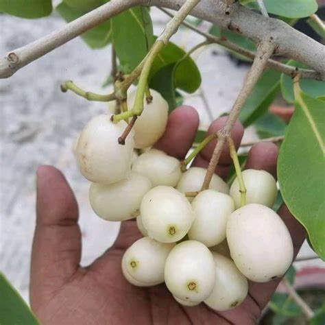 Rare Thai White Jamun fruit Plant Fruit Tree Rare White Jam 1 Live Fruit Plant Outdoor Garden Plant (1 Healthy Live Air layered/Grafted Plant with Polybag)