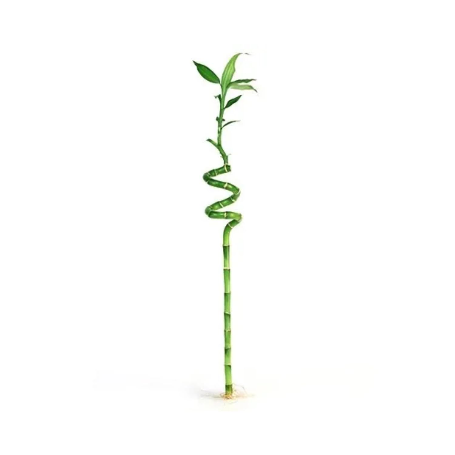 Hug A Plant | Lucky Bamboo Spiral 40cm (Home & Garden) (B0CB5J8M4H) Amazon Price History, Amazon Price Tracker
