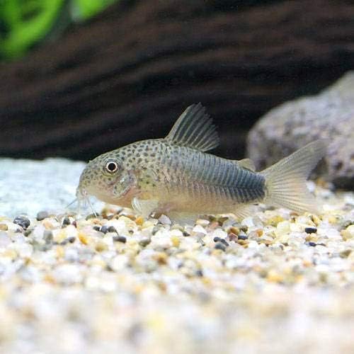 Amazon 熱帯魚 コリドラス シミリス ブリード １匹 北海道 九州 沖縄航空便要保温 Charm チャーム 水槽 アクアリウム 通販