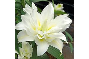 Lilium Carolina Double Lily Oriental RoseLily Lily Bulbs