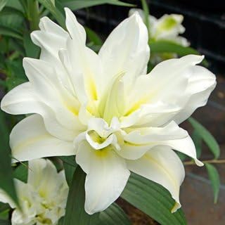 Lilium Carolina Double Oriental RoseLily Lily bulbs - 4 Huge Perennial Flower Bulbs