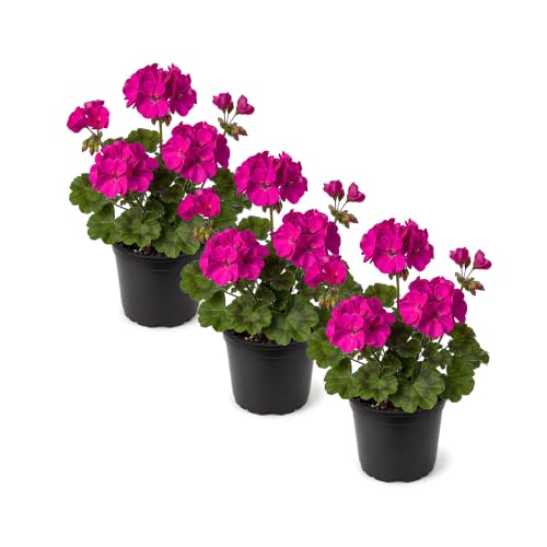 Live Flowering Zonal Geraniums - Purple (3 Plants Per Pack) - Beautiful Spring Flowers - 12 Tall by 5 Wide in 1 Qt Pot