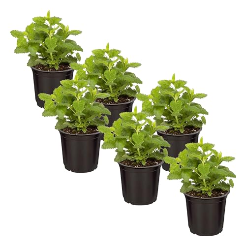 Live Herb - Lemon Balm (6 Per Pack) Aromatic and Health Enhancer Naturally Reduces Stress and Improves Air Quality 6 Tall by 4 Wide in 1 Pint Pot