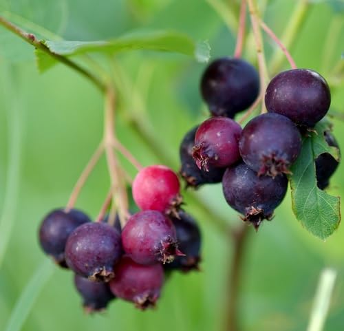 50pcs Fresh Saskatoon Berry Fruit Seeds