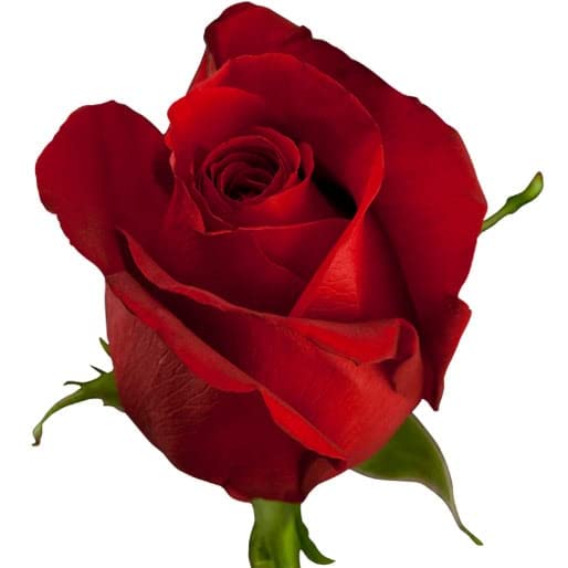 Earth Hopper Rose Flower Seeds For Home Lawn Garden - 20 Seeds Eco Pack (Red) (B09SDYBBLZ) Amazon Price History, Amazon Price Tracker