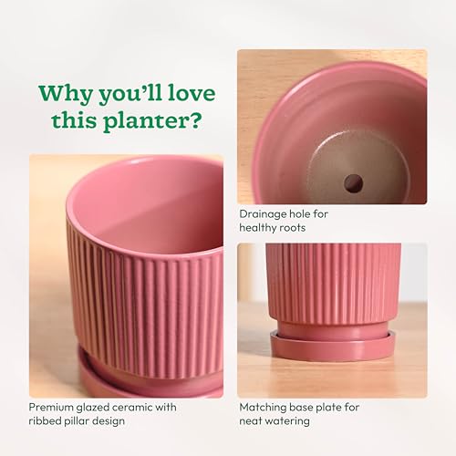 Image of UGAOO Roma Ceramic Flower Pot for Indoor Plants, 4 Inch - Magenta