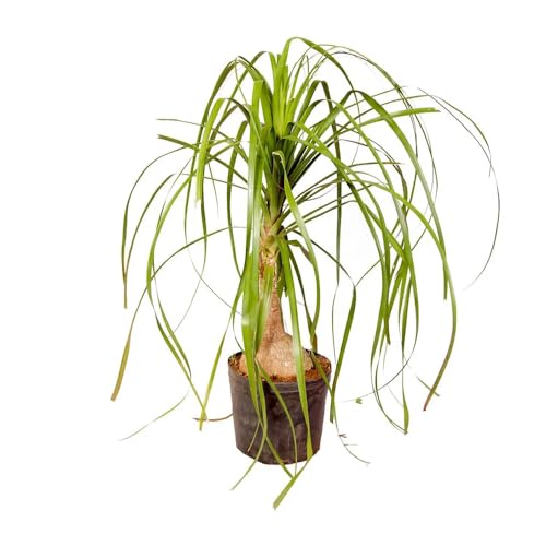 Genérico, Muda de Pata de Elefante 20 a 40cm AMK - Plantas Online