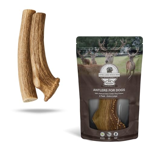 WhiteTail Naturals - Tough Antler Dog Chews - Axis Deer Horn Antlers for Dogs (2 Pack -XL) Durable Natural Bones for Aggressive Chewers | American Made Antler