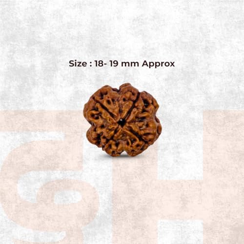 Image of Divine Hindu Original 4 Mukhi (Four Face) Indonesia Rudraksha | Chaar Mukhi Rudraksh Bead for Meditation, Protection & Spiritual Growth | Natural Rudraksha for Men & Women | Prayer Bead for Success